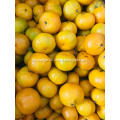 Baby mandarin oranges from Nanfeng